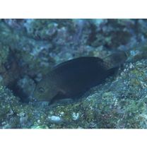 Chlorurus bowersi (Snyder, 1909)