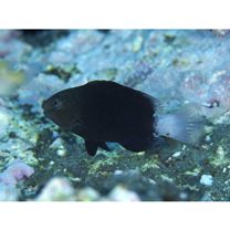 Chlorurus bowersi (Snyder, 1909)