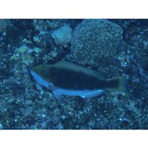 Scarus chameleon Choat et Randall, 1986