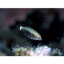 Scarus niger Forsskal, 1775