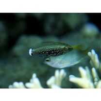 Scarus niger Forsskal, 1775