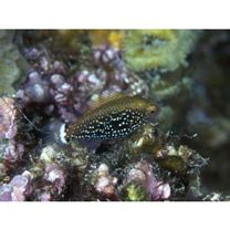 Scarus niger Forsskal, 1775