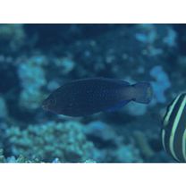 Scarus niger Forsskal, 1775