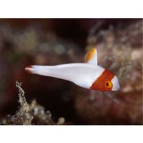 Cetoscarus ocellatus (Valenciennes, 1840)