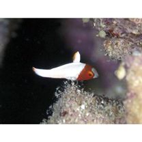 Cetoscarus ocellatus (Valenciennes, 1840)