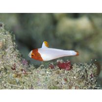 Cetoscarus ocellatus (Valenciennes, 1840)