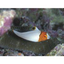 Cetoscarus ocellatus (Valenciennes, 1840)