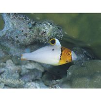 Cetoscarus ocellatus (Valenciennes, 1840)