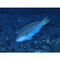 Scarus chameleon Choat et Randall, 1986