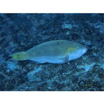 Scarus chameleon Choat et Randall, 1986