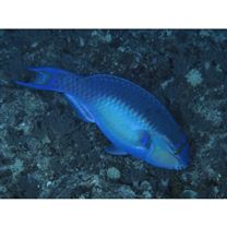 Scarus chameleon Choat et Randall, 1986