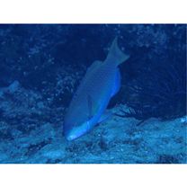 Scarus globiceps Valenciennes, 1840