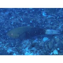 Chlorurus bowersi (Snyder, 1909)