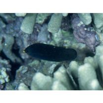 Labrichthys unilineatus (Guichenot, 1847)