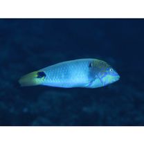 Halichoeres trimaculatus (Quoy et Gaimard, 1834)