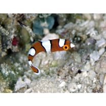 Coris gaimard (Quoy et Gaimard, 1824)