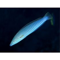 Hologymnosus doliatus (Lacepede, 1801)