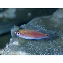 Cirrhilabrus katherinae Randall, 1992