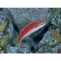 Cirrhilabrus katherinae Randall, 1992