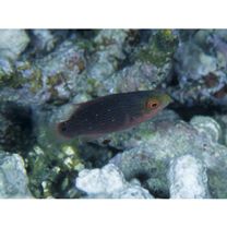 Cirrhilabrus melanomarginatus Randall et Shen, 1978