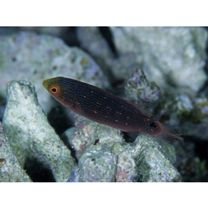 Cirrhilabrus melanomarginatus Randall et Shen, 1978