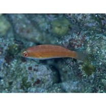 Paracheilinus carpenteri Randall et Lubbock, 1981