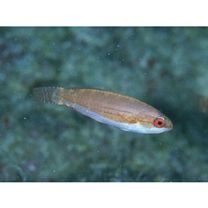 Paracheilinus carpenteri Randall et Lubbock, 1981