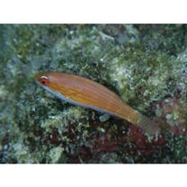 Paracheilinus carpenteri Randall et Lubbock, 1981