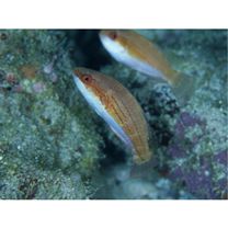 Paracheilinus carpenteri Randall et Lubbock, 1981