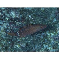 Oxycheilinus unifasciatus (Streets, 1877)