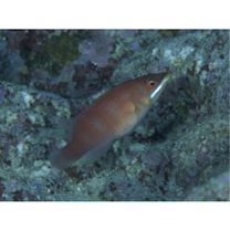 Pseudocheilinus evanidus Jordan et Evermann, 1903