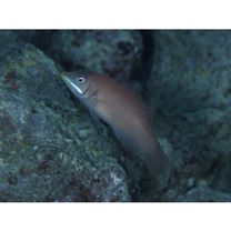 Pseudocheilinus evanidus Jordan et Evermann, 1903