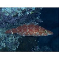 Oxycheilinus orientalis (Gunther, 1862)