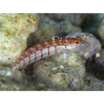 Parapercis multiplicata Randall, 1984