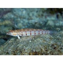 Parapercis multiplicata Randall, 1984