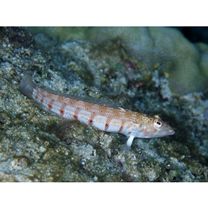 Parapercis multiplicata Randall, 1984