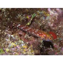 Enneapterygius elegans (Peters, 1876)