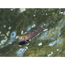 Enneapterygius elegans (Peters, 1876)