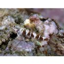 Enneapterygius rhabdotus Fricke, 1994