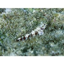 Enneapterygius rhabdotus Fricke, 1994