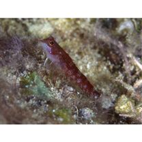 Enneapterygius rubicauda Shen et Wu, 1994