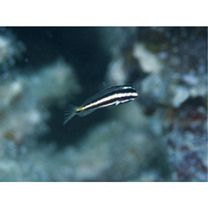 Meiacanthus grammistes (Valenciennes, 1836)