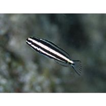 Meiacanthus grammistes (Valenciennes, 1836)