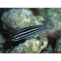 Meiacanthus grammistes (Valenciennes, 1836)