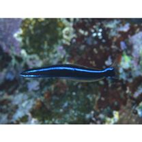 Plagiotremus rhinorhijnchos (Bleeker, 1852)