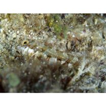 Mimoblennius atrocinctus (Regan, 1908)