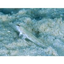 Diplogrammus goramensis (Bleeker, 1858)