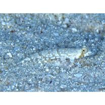 Diplogrammus goramensis (Bleeker, 1858)