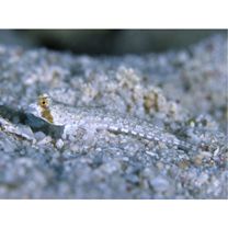 Diplogrammus goramensis (Bleeker, 1858)