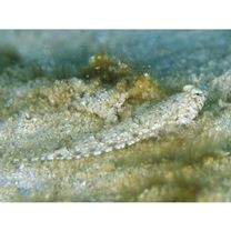 Diplogrammus goramensis (Bleeker, 1858)